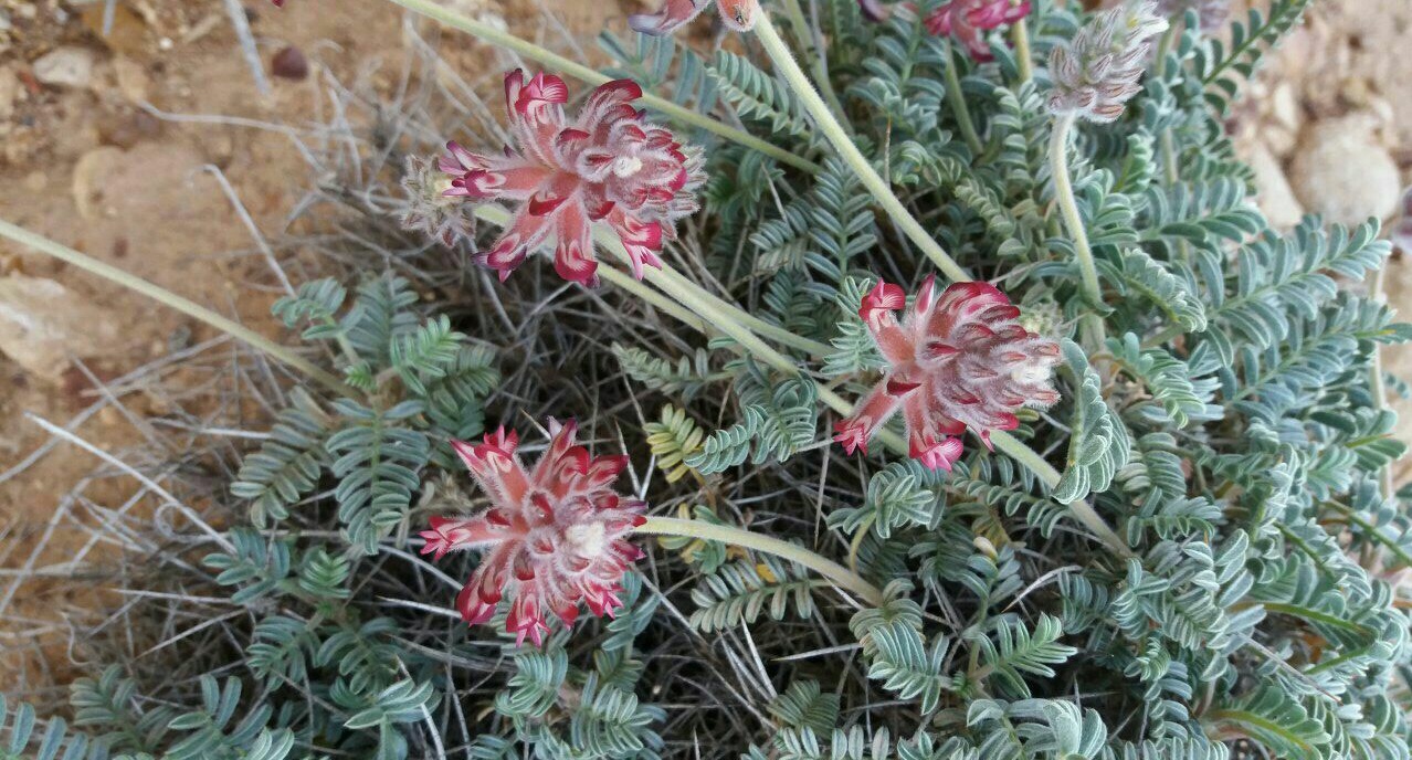 Astragalus ptychophyllus